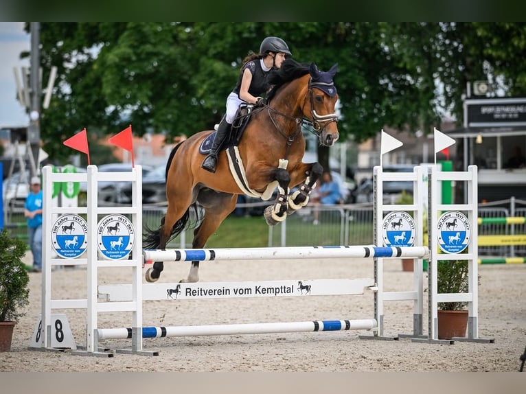 Hannoveraner Wallach 11 Jahre 168 cm Brauner in Dietikon