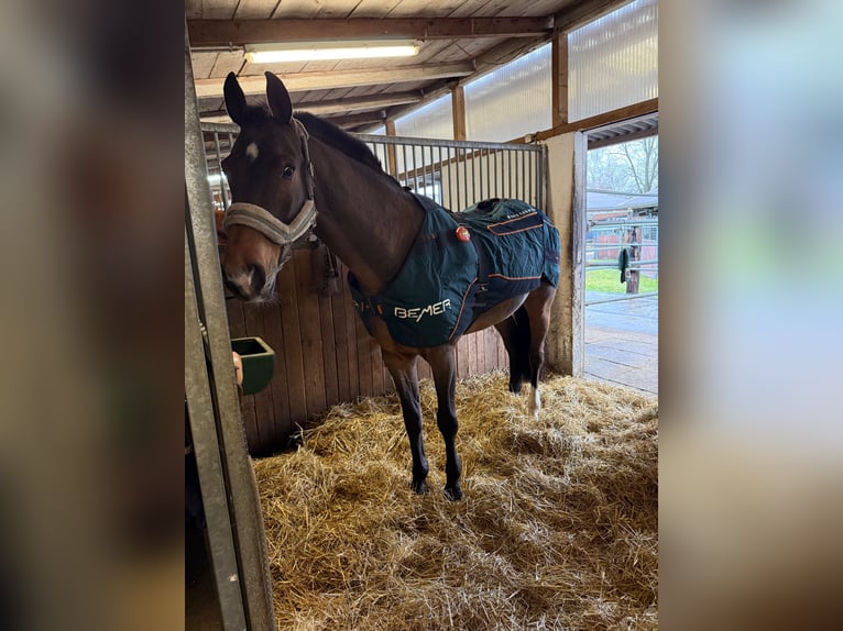 Hannoveraner Wallach 11 Jahre 168 cm Brauner in Zezikon