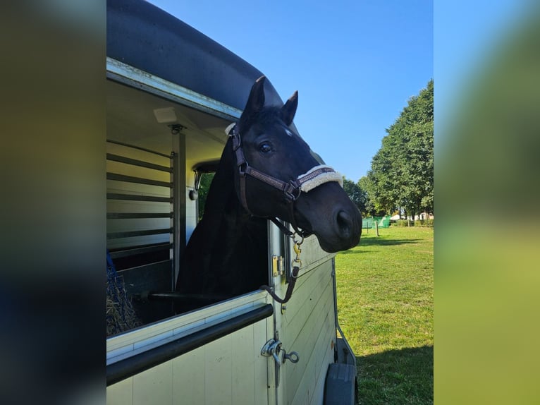 Hannoveraner Wallach 11 Jahre 168 cm Dunkelbrauner in Gransee