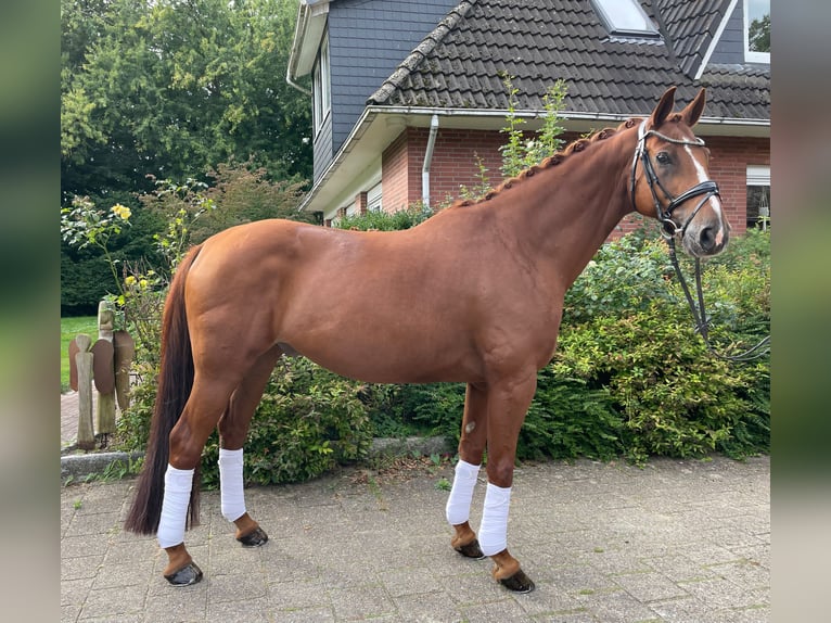 Hannoveraner Wallach 11 Jahre 168 cm Fuchs in Kutenholz