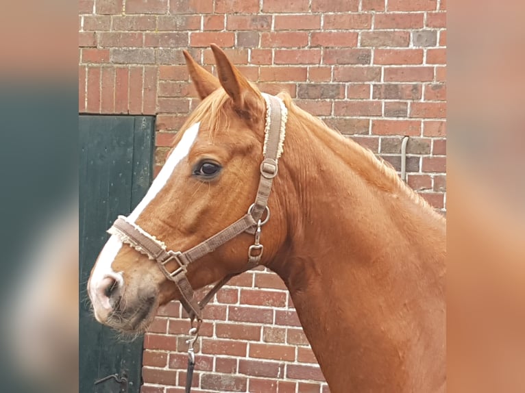Hannoveraner Wallach 11 Jahre 168 cm Fuchs in Bomlitz