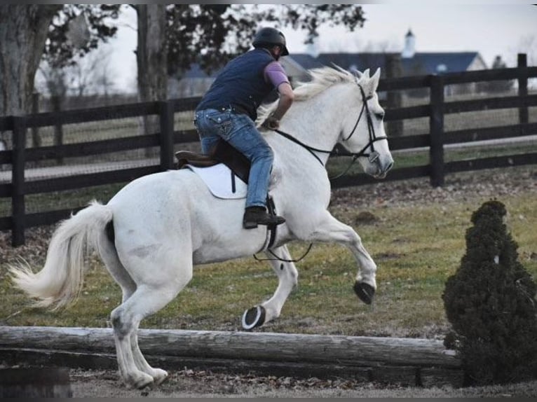 Hannoveraner Wallach 11 Jahre 168 cm Schimmel in Carlisle KY