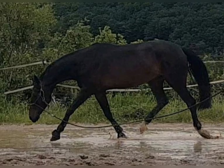 Hannoveraner Wallach 11 Jahre 168 cm Schwarzbrauner in Bamberg