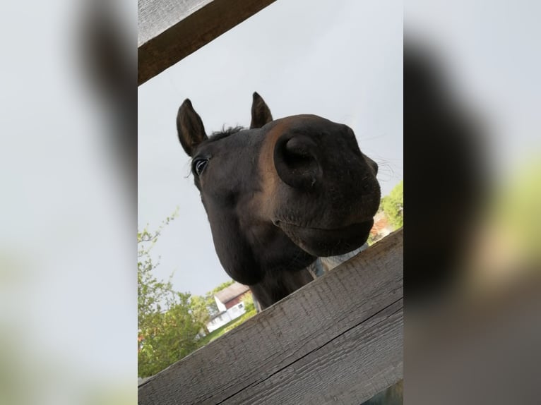 Hannoveraner Wallach 11 Jahre 168 cm Schwarzbrauner in Bamberg