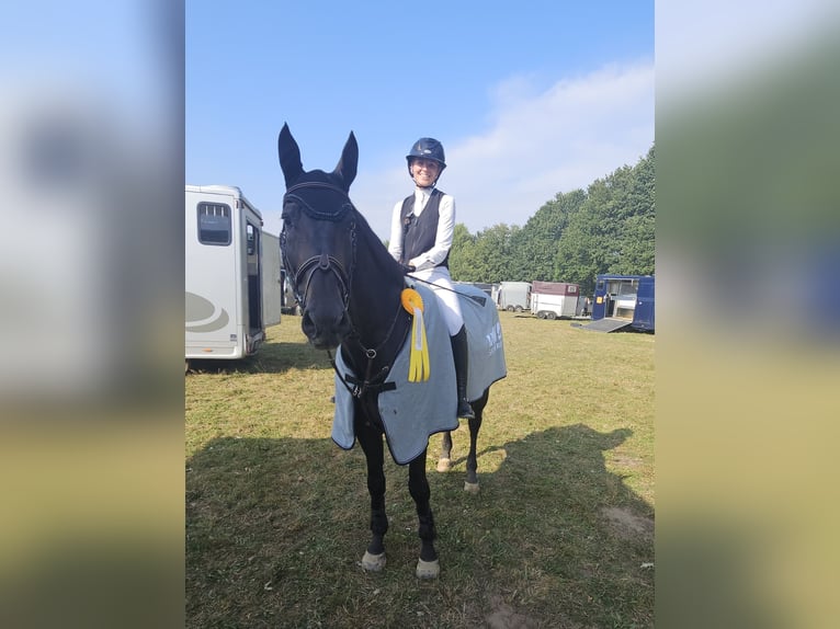 Hannoveraner Wallach 11 Jahre 170 cm Dunkelbrauner in Neu Wulmstorf