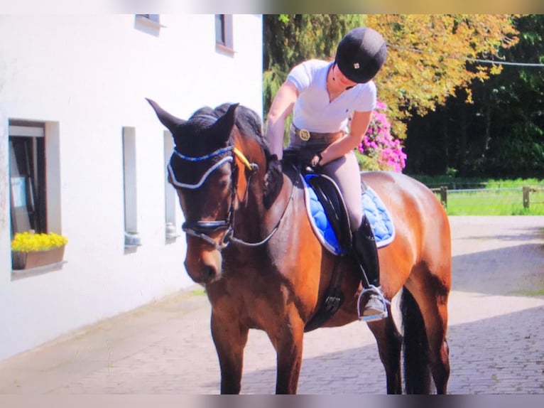 Hannoveraner Wallach 11 Jahre 170 cm  in Hilden