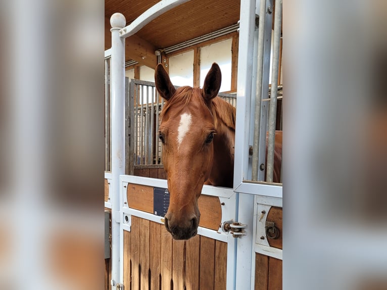 Hannoveraner Wallach 11 Jahre 170 cm Fuchs in Essen