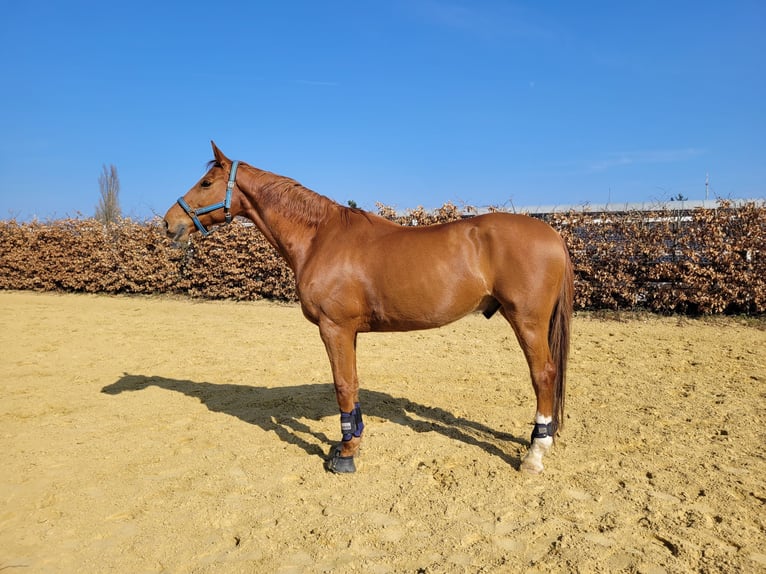 Hannoveraner Wallach 11 Jahre 170 cm Fuchs in Essen