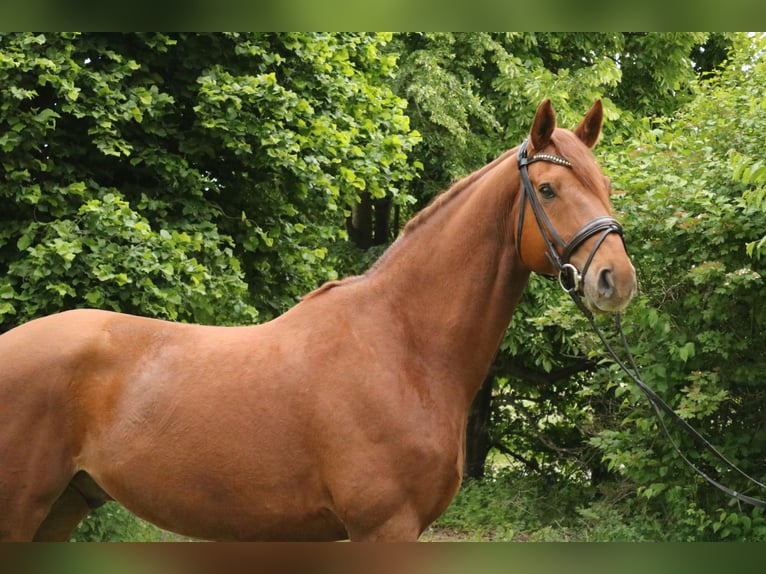 Hannoveraner Wallach 11 Jahre 170 cm Fuchs in Springe