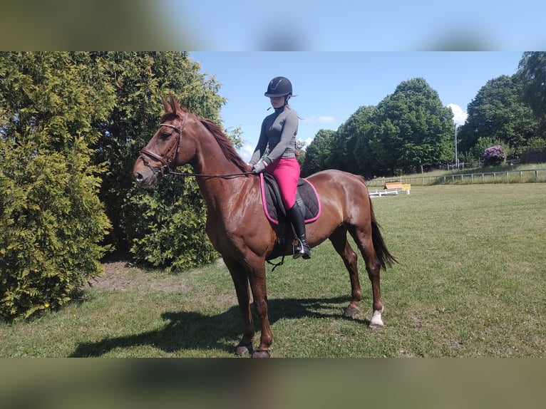 Hannoveraner Wallach 11 Jahre 170 cm Fuchs in Gro&#xDF;heide Berumerfehn