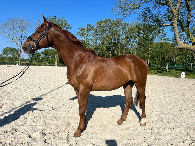 Hannoveraner Wallach 11 Jahre 170 cm Fuchs in Gro&#xDF;heide Berumerfehn
