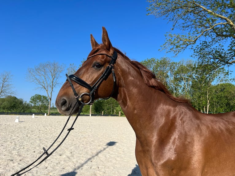 Hannoveraner Wallach 11 Jahre 170 cm Fuchs in Gro&#xDF;heide Berumerfehn