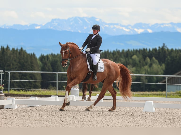 Hannoveraner Wallach 11 Jahre 170 cm Fuchs in Hawangen