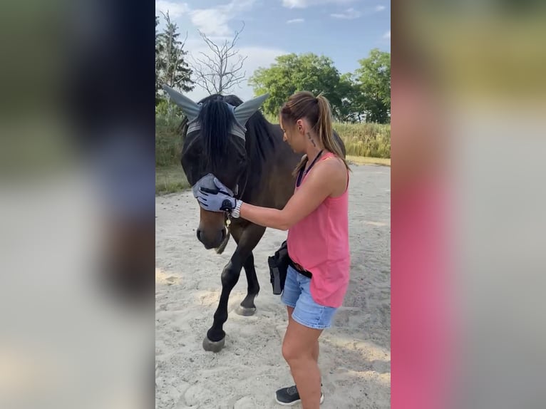 Hannoveraner Wallach 11 Jahre 170 cm Fuchs in Belgern