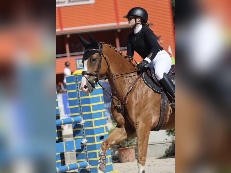 Hannoveraner Wallach 11 Jahre 170 cm Fuchs in Rubigen