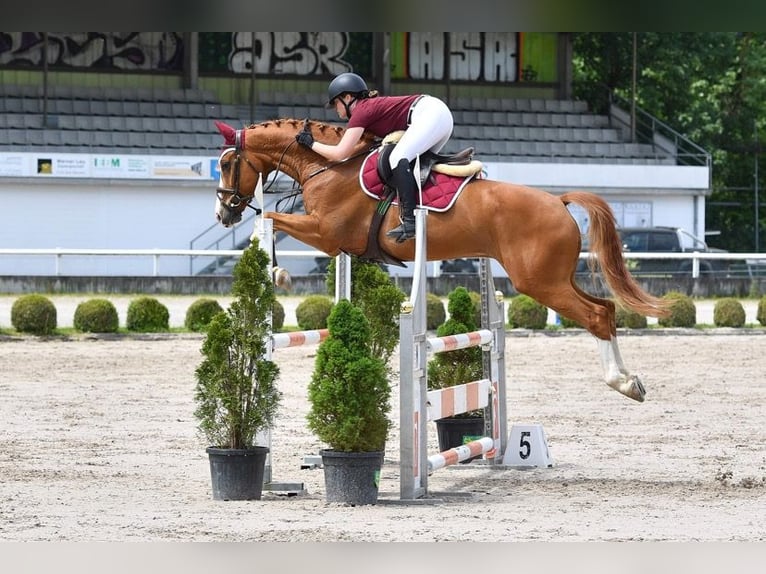 Hannoveraner Wallach 11 Jahre 170 cm Fuchs in Rubigen