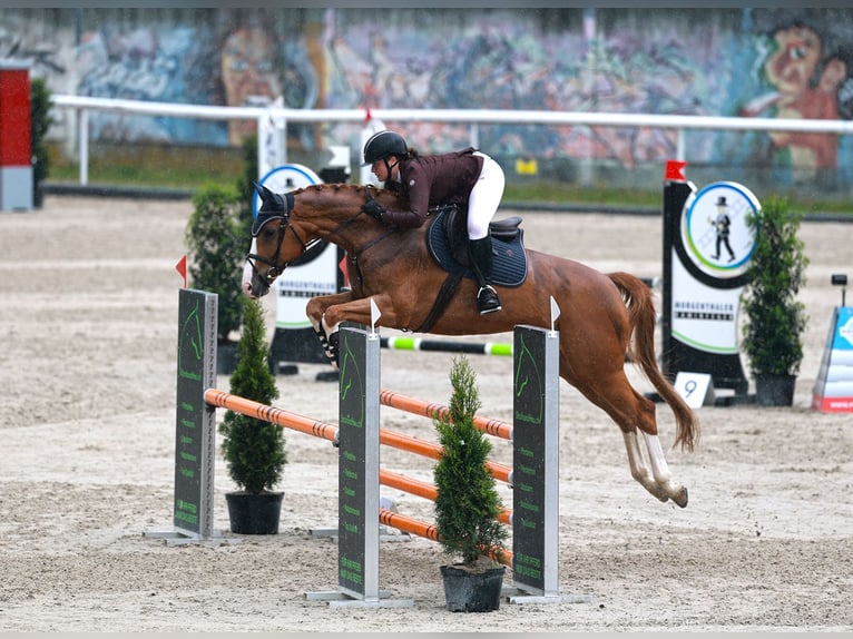 Hannoveraner Wallach 11 Jahre 170 cm Fuchs in Rubigen