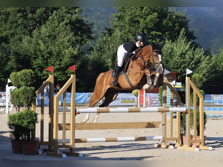 Hannoveraner Wallach 11 Jahre 170 cm Fuchs in Rubigen