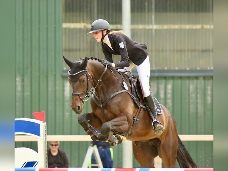 Hannoveraner Wallach 11 Jahre 170 cm Schwarzbrauner in Tönisvorst