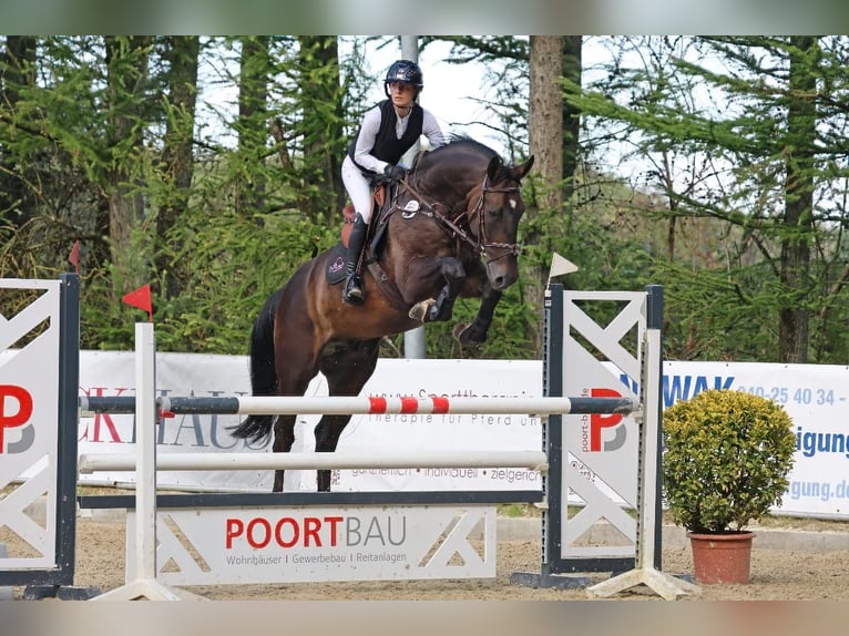 Hannoveraner Wallach 11 Jahre 170 cm  in Neu Wulmstorf
