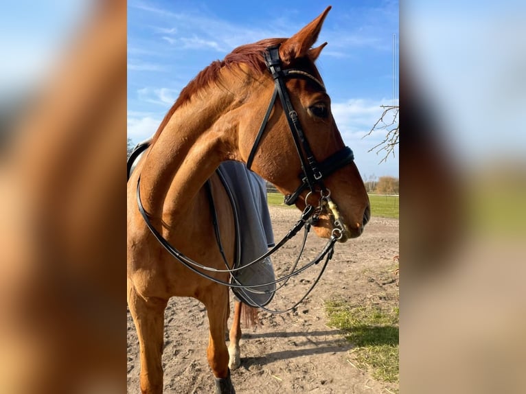 Hannoveraner Wallach 11 Jahre 171 cm Fuchs in L&#xFC;beck