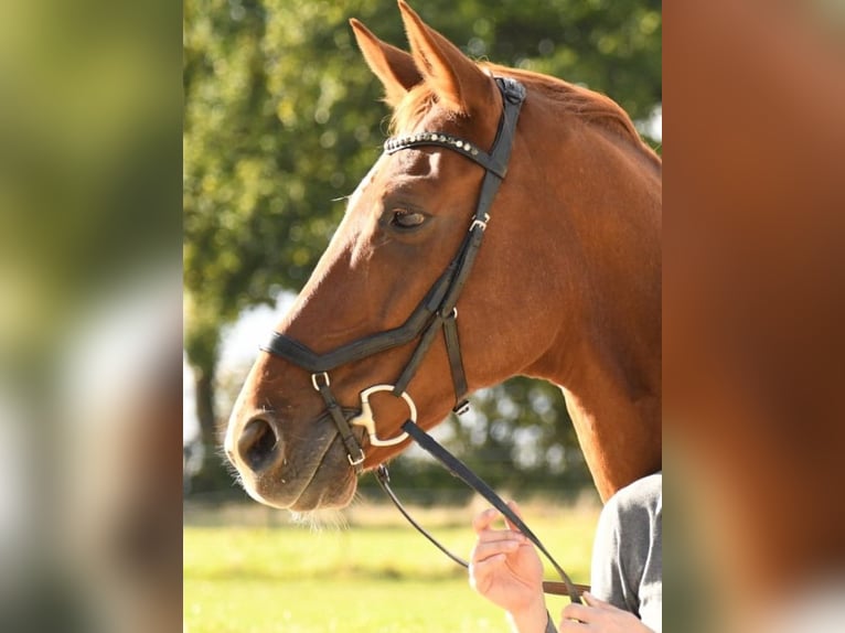 Hannoveraner Wallach 11 Jahre 171 cm Fuchs in L&#xFC;beck