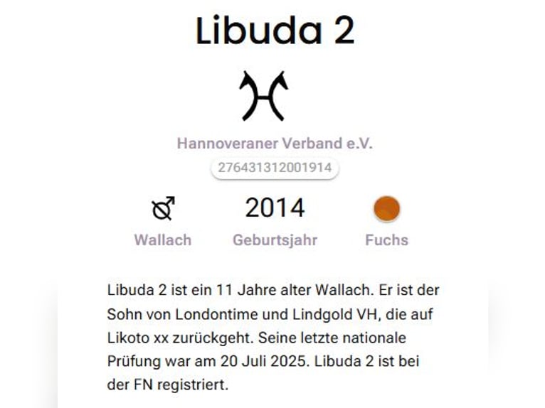 Hannoveraner Wallach 11 Jahre 171 cm Fuchs in L&#xFC;beck