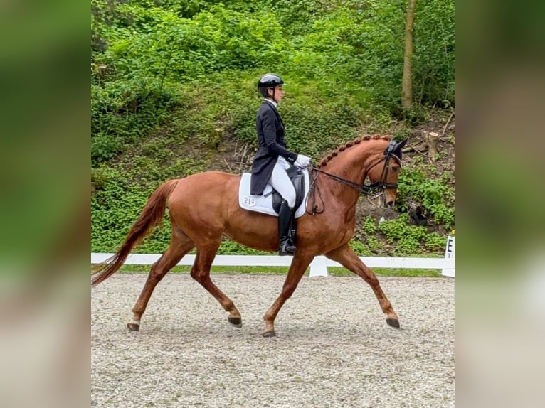 Hannoveraner Wallach 11 Jahre 171 cm Fuchs in L&#xFC;beck