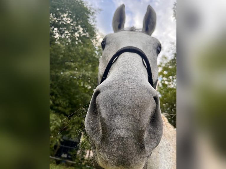 Hannoveraner Wallach 11 Jahre 172 cm Apfelschimmel in Rosengarten