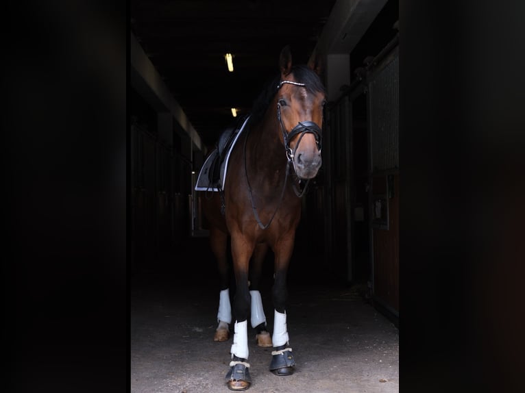 Hannoveraner Wallach 11 Jahre 172 cm Brauner in Beverungen