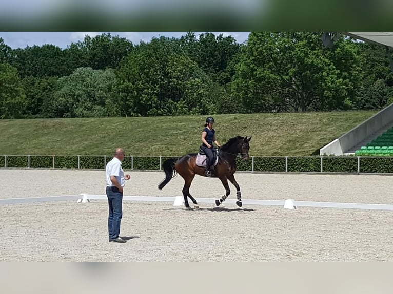 Hannoveraner Wallach 11 Jahre 172 cm Brauner in Nünchritz