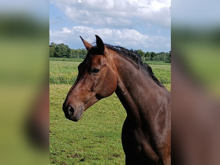 Hannoveraner Wallach 11 Jahre 172 cm Brauner in Cuxhaven