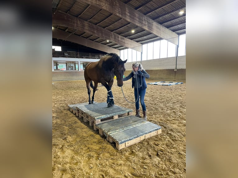 Hannoveraner Wallach 11 Jahre 172 cm Brauner in Cuxhaven