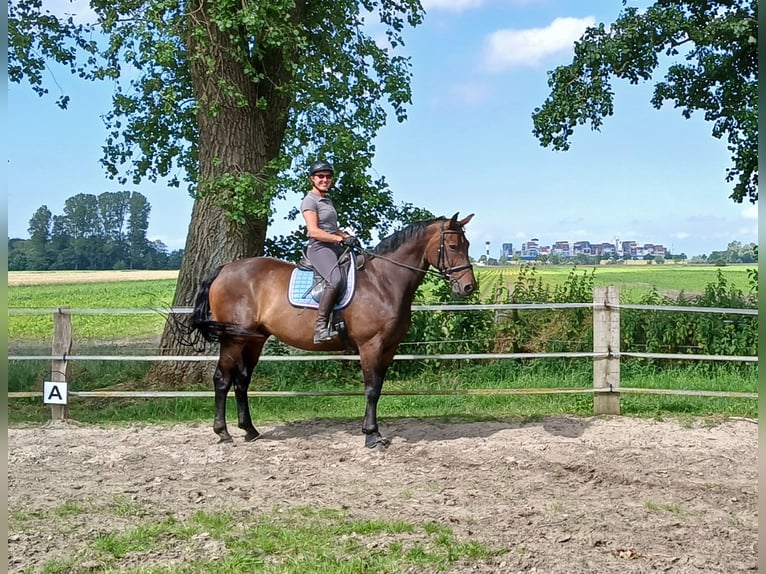 Hannoveraner Wallach 11 Jahre 172 cm Brauner in Cuxhaven