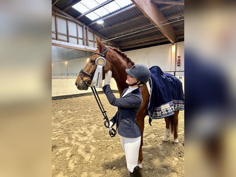 Hannoveraner Wallach 11 Jahre 172 cm  in Hildesheim