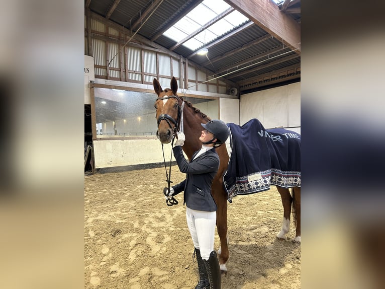 Hannoveraner Wallach 11 Jahre 172 cm  in Hildesheim