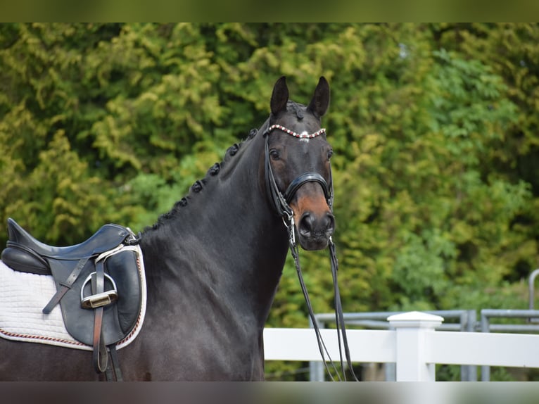 Hannoveraner Wallach 11 Jahre 173 cm Dunkelbrauner in D&#xE4;tgen