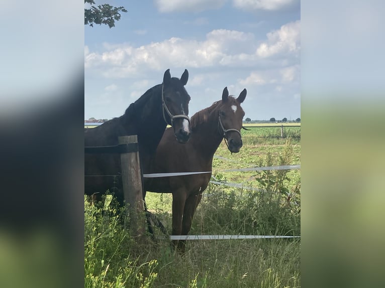Hannoveraner Wallach 11 Jahre 173 cm Dunkelbrauner in Vechelde