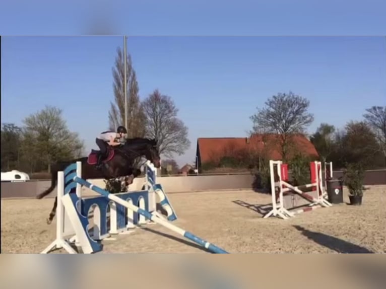 Hannoveraner Wallach 11 Jahre 173 cm Dunkelbrauner in Vechelde