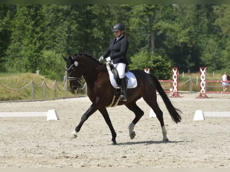 Hannoveraner Wallach 11 Jahre 173 cm Rappe in Scharnebeck