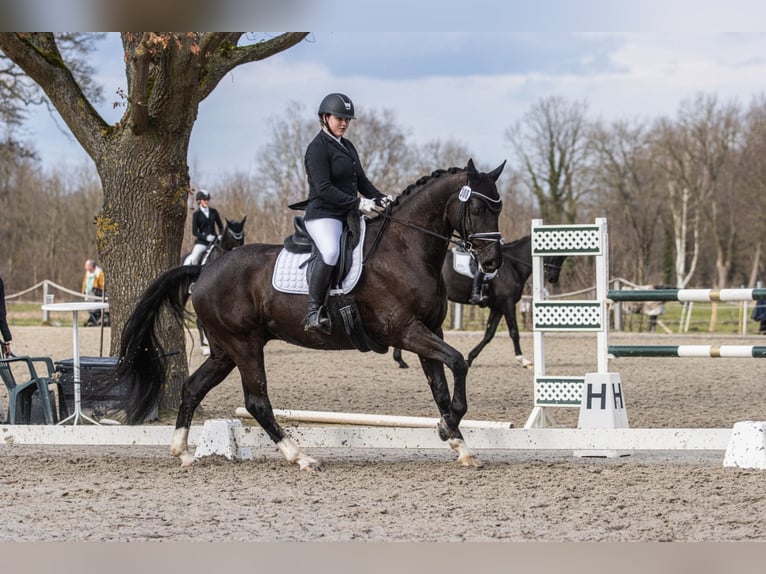 Hannoveraner Wallach 11 Jahre 173 cm Rappe in Scharnebeck
