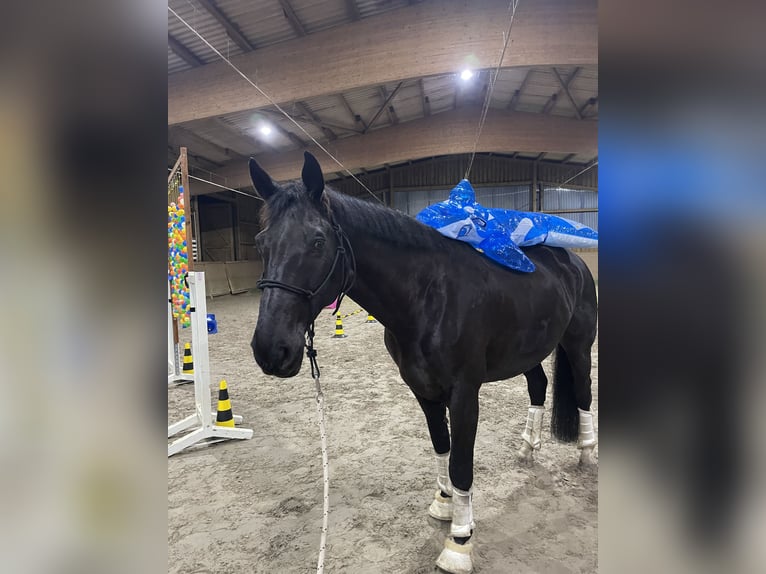 Hannoveraner Wallach 11 Jahre 173 cm Rappe in Scharnebeck