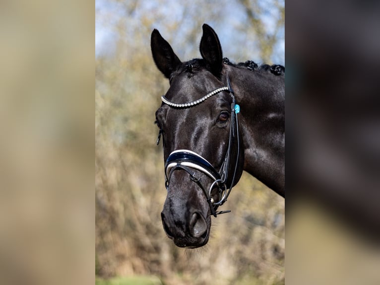 Hannoveraner Wallach 11 Jahre 173 cm Rappe in Scharnebeck