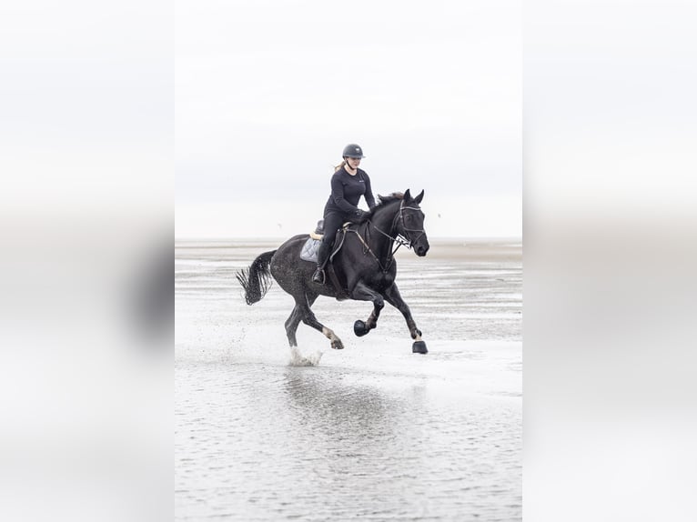 Hannoveraner Wallach 11 Jahre 173 cm Rappe in Scharnebeck