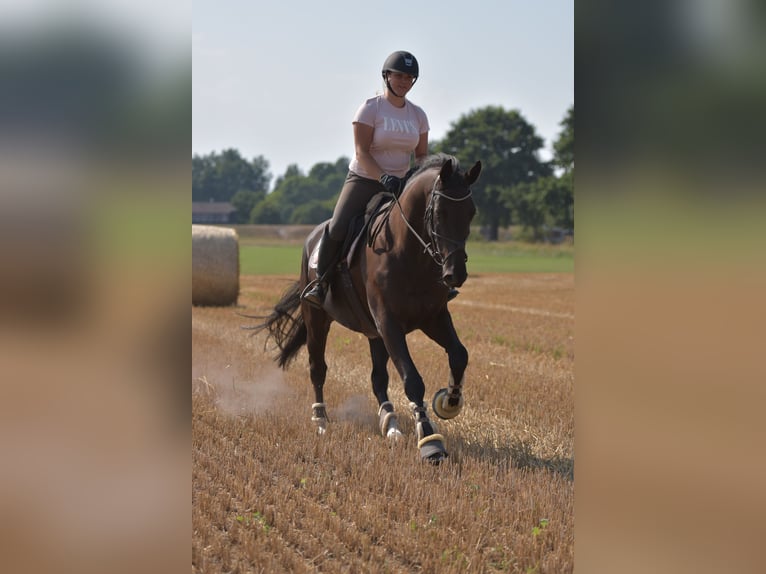 Hannoveraner Wallach 11 Jahre 173 cm Rappe in Scharnebeck