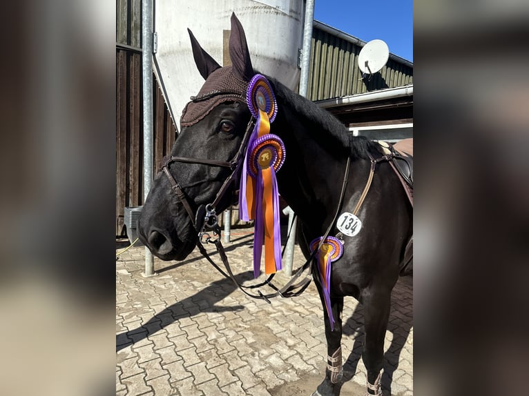 Hannoveraner Wallach 11 Jahre 173 cm Rappe in Scharnebeck