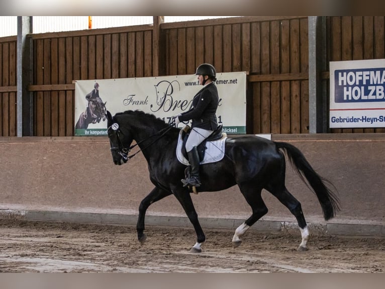 Hannoveraner Wallach 11 Jahre 173 cm Rappe in Scharnebeck