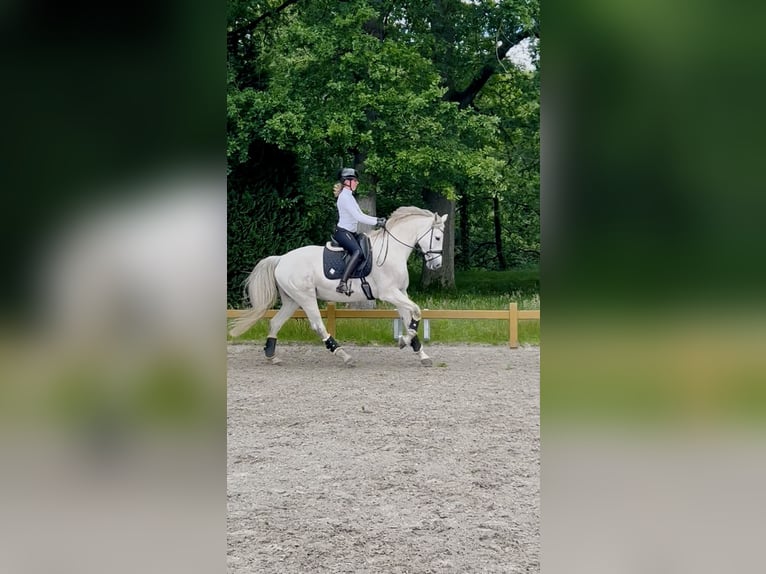 Hannoveraner Wallach 11 Jahre 173 cm Schimmel in Rastede