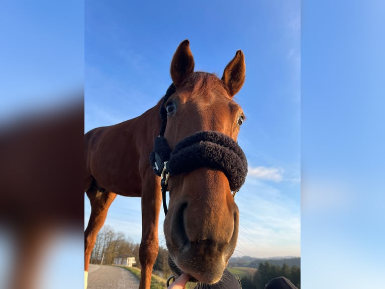 Hannoveraner Wallach 11 Jahre 174 cm Dunkelfuchs in Passau