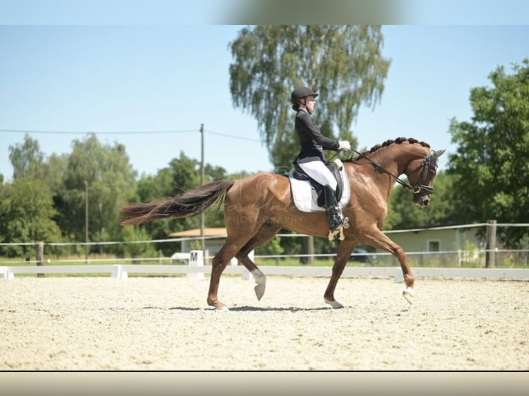 Hannoveraner Wallach 11 Jahre 174 cm Dunkelfuchs in Wernstein